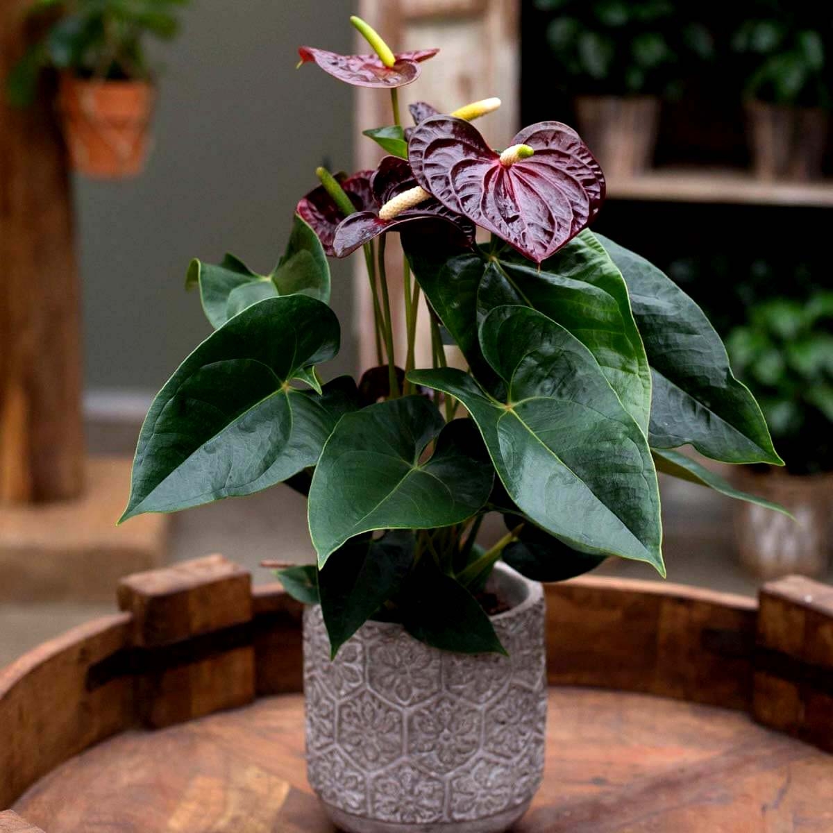 Anturium Black Love sadzonka