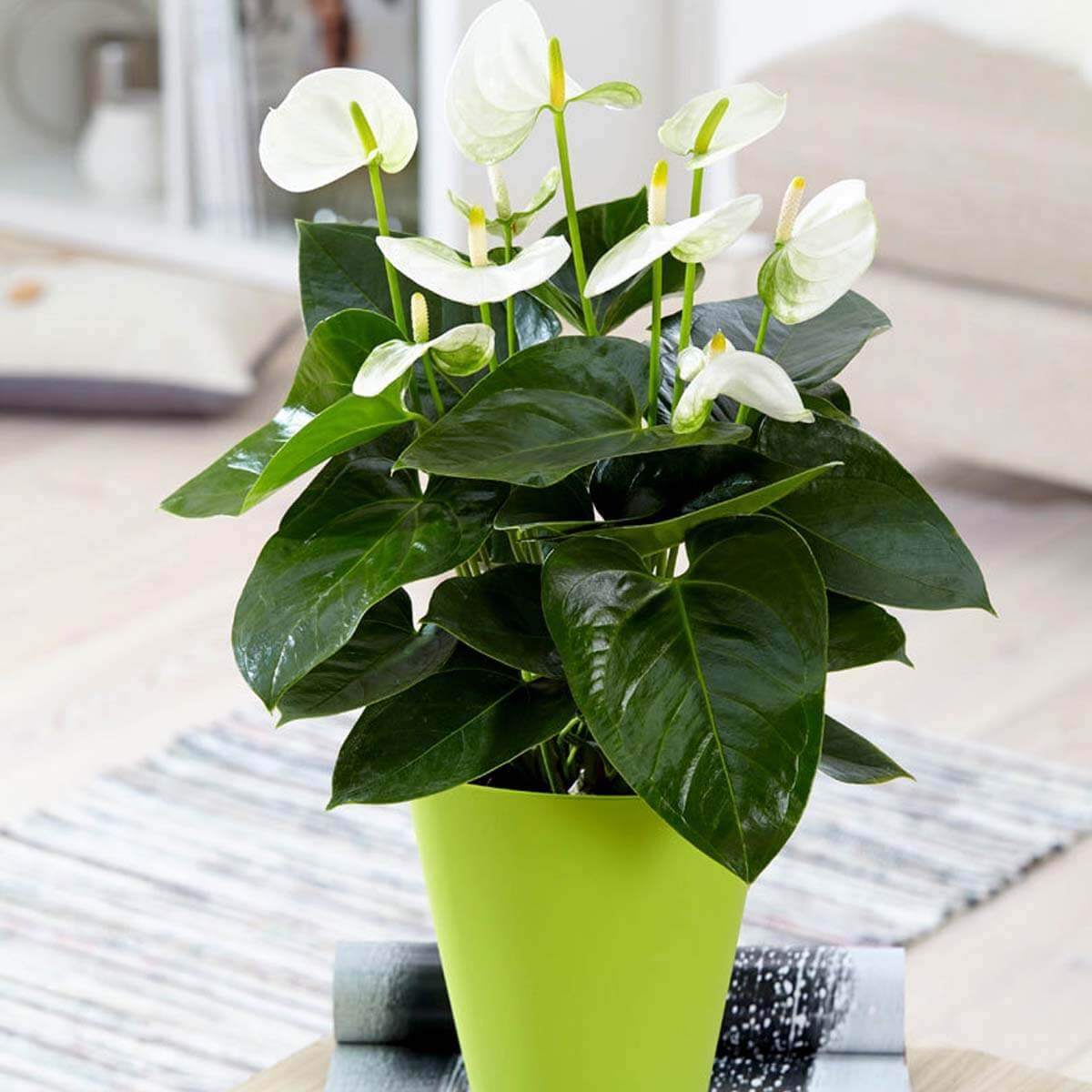 Anturium Karma White ⌇ Anthurium sadzonka
