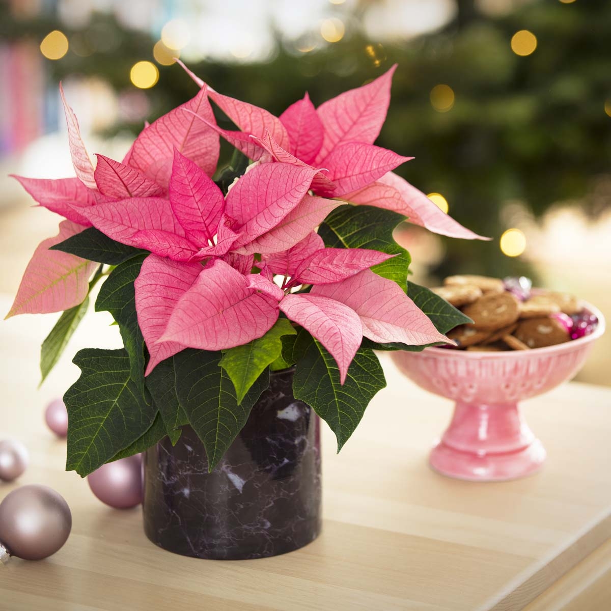 Gwiazda Betlejemska Poinsecja Różowa sadzonka