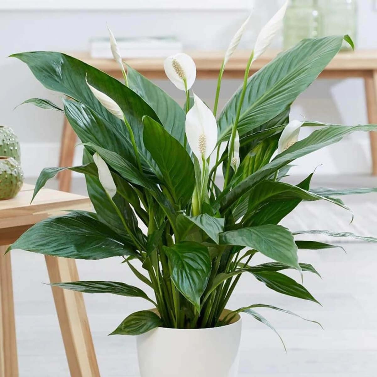 Skrzydłokwiat Pearl Cupido ⌇ Spathiphyllum sadzonka