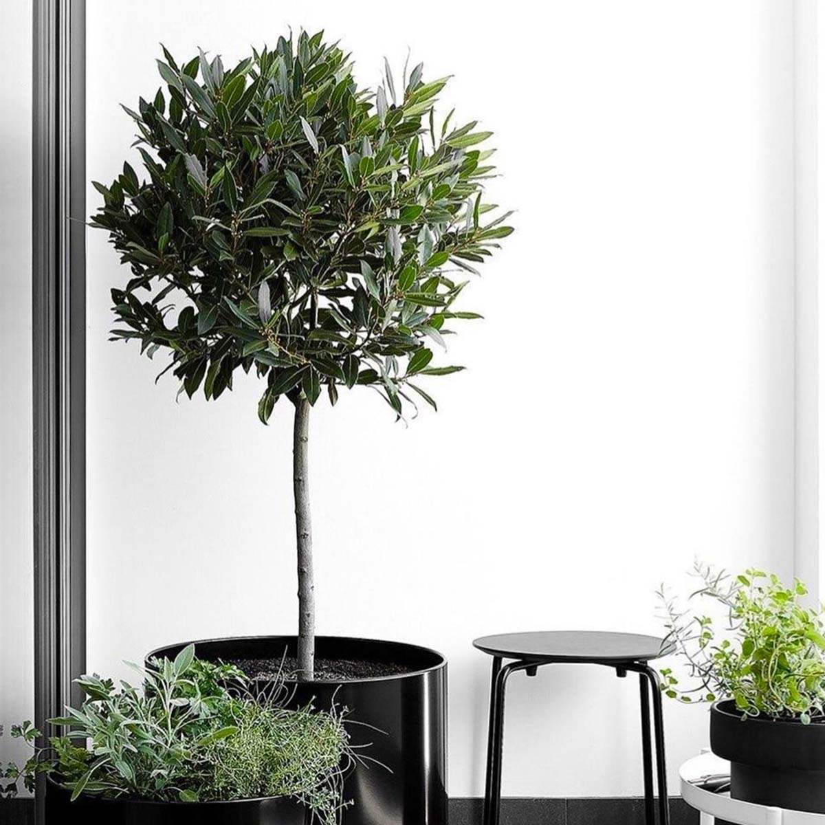 Laur Wawrzyn Szlachetny na pniu Laurus sadzonka