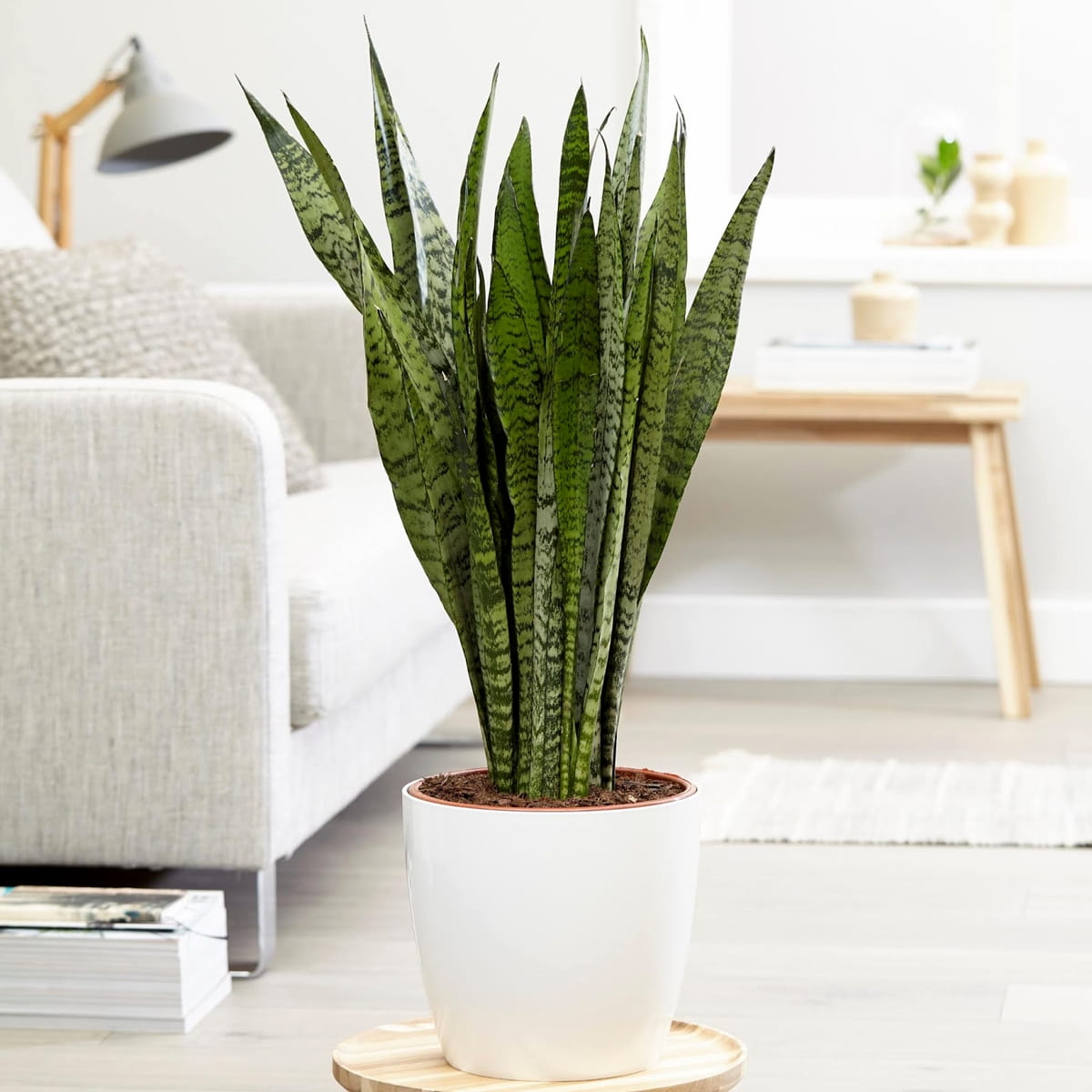 Sansevieria zeylanica sadzonka