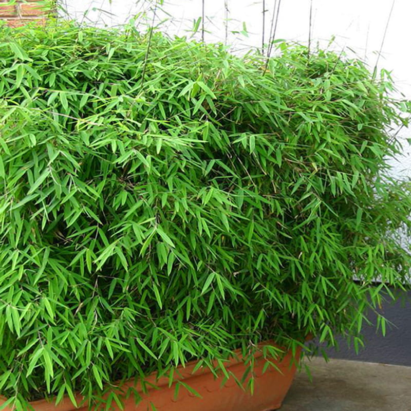 Bambus Asian wonder sadzonka