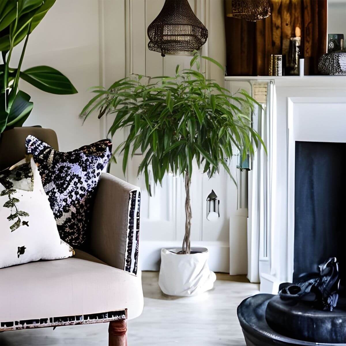 Fikus binnendijkii Alii sadzonka