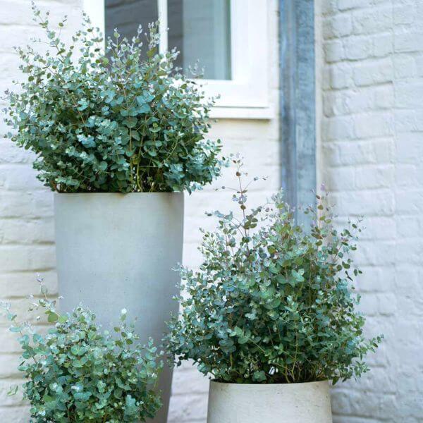 Eukaliptus niebieski roślina na taras