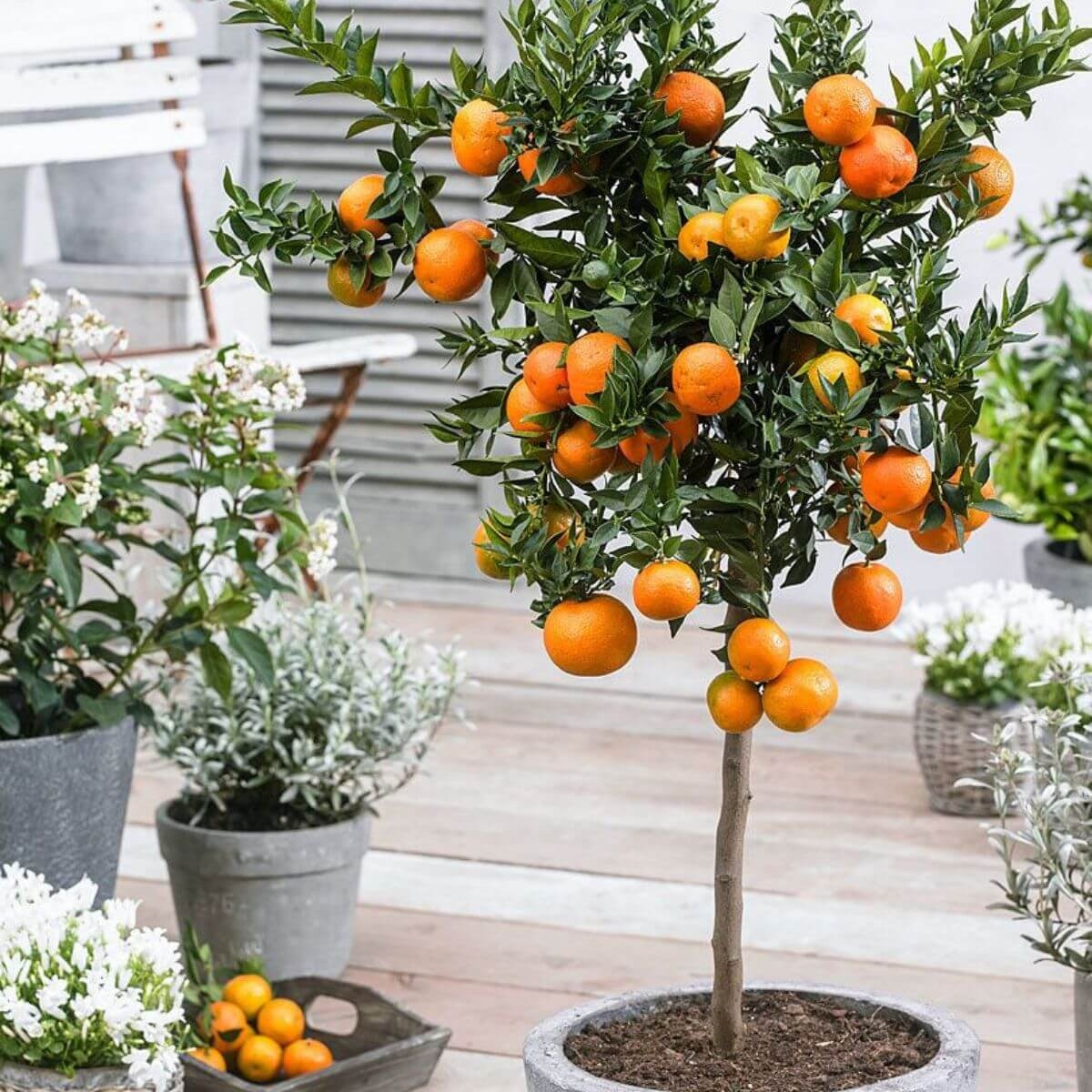 Pomarańcza chińska Orange Juice sadzonka