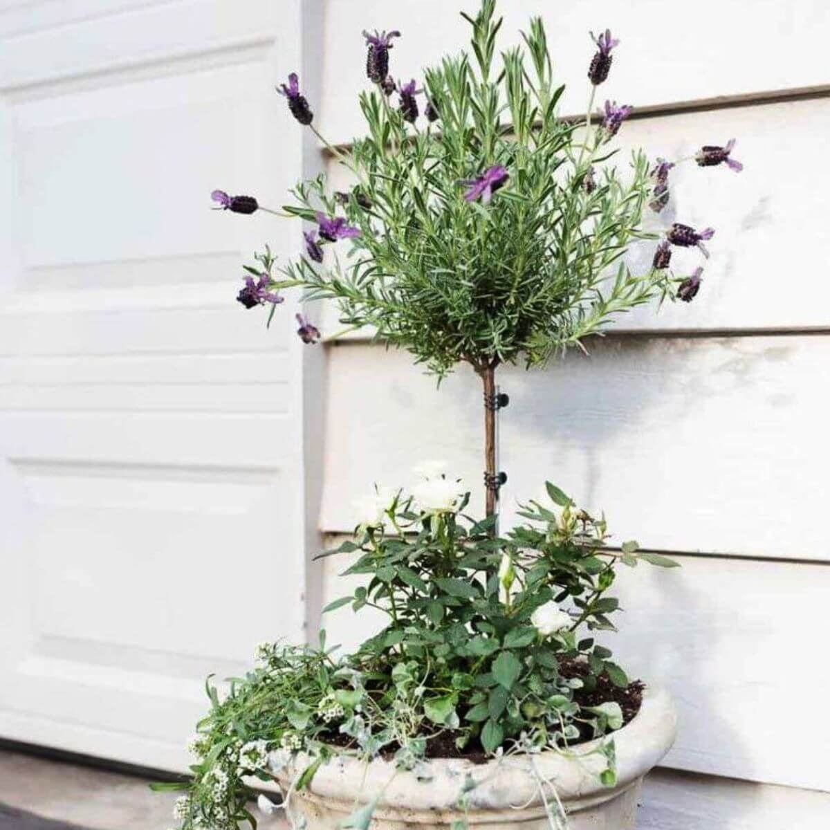 Lawenda francuska na pniu sadzonka