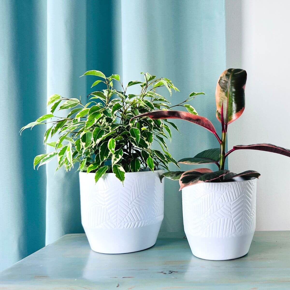 Fikus Kinky ( Ficus binnendijkii ) sadzonka