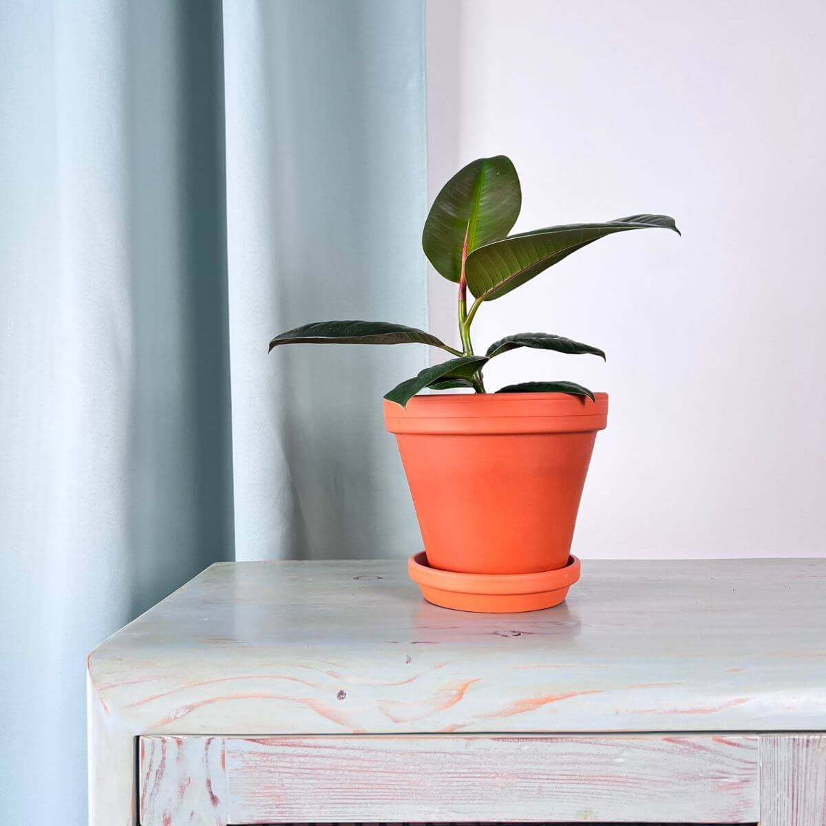 Fikus sprężysty Robusta sadzonka