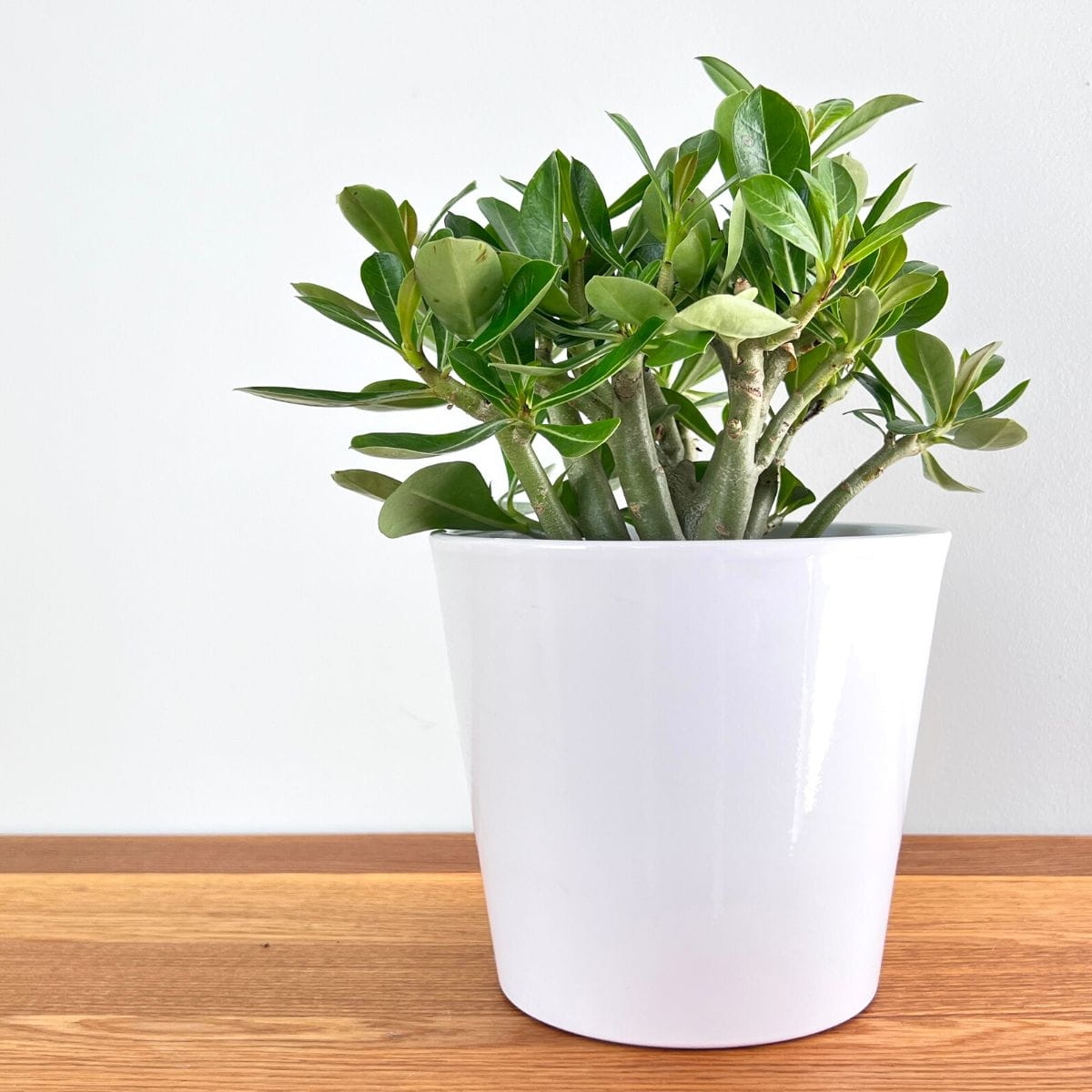 Adenium Obesum sadzonka