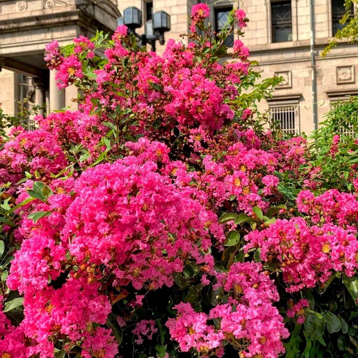 Lagerstroemia Purpurea sadzonka