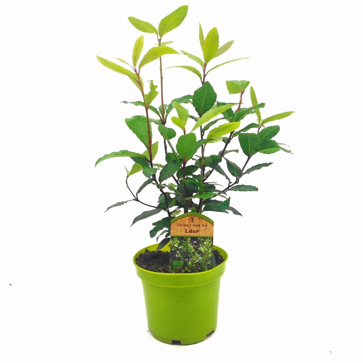 Laur Wawrzyn Szlachetny liść laurowy w doniczce