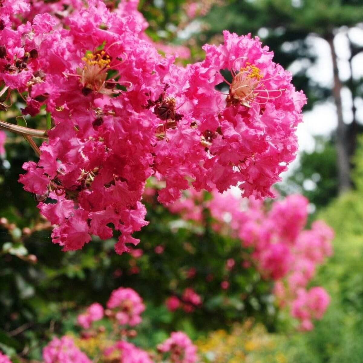 Lagerstroemia Różowa sadzonka