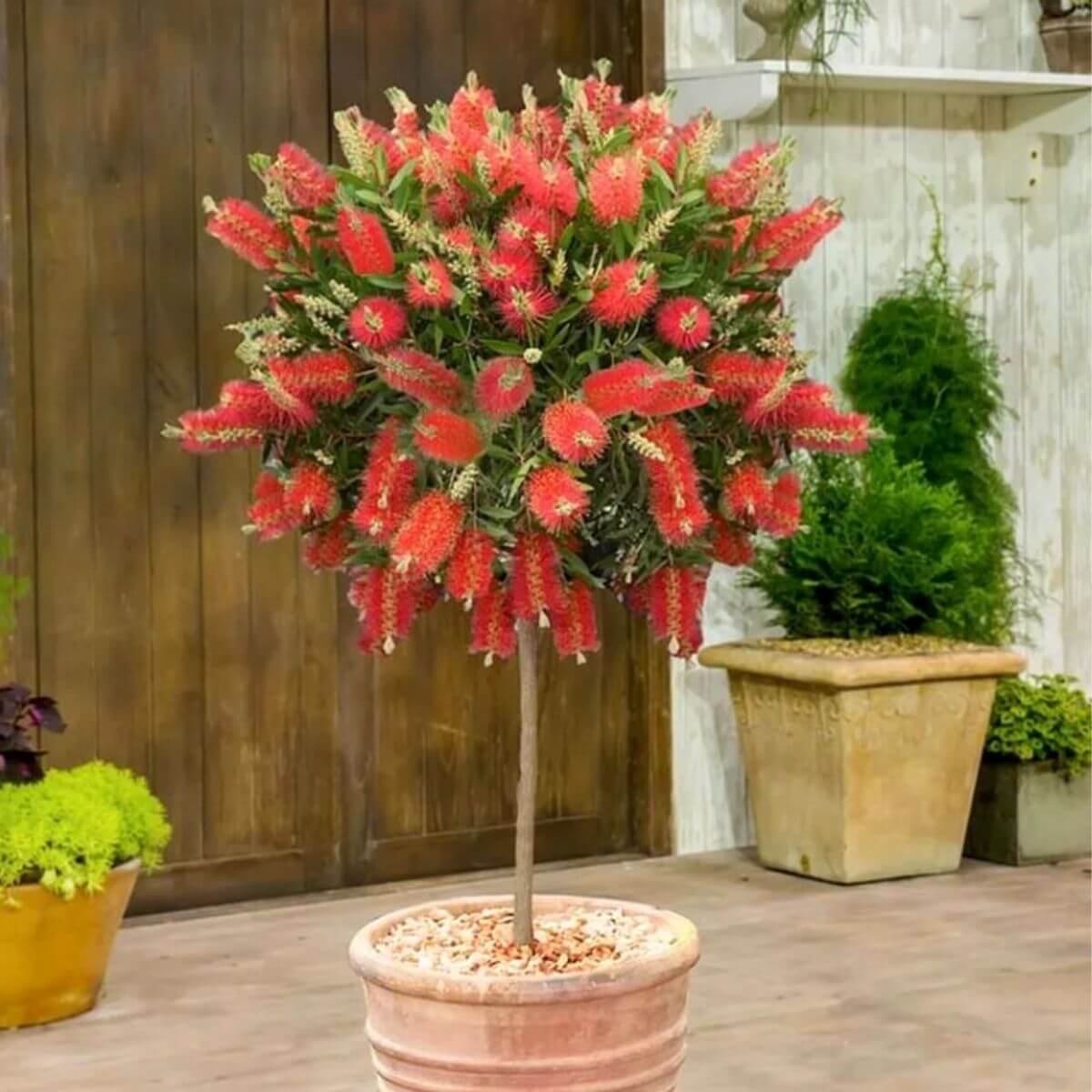 Kuflik cytrynowy na pniu sadzonka