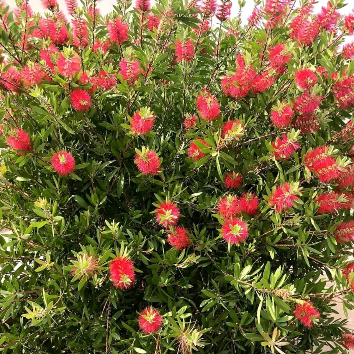 Kuflik cytrynowy Capiyan Cook sadzonka