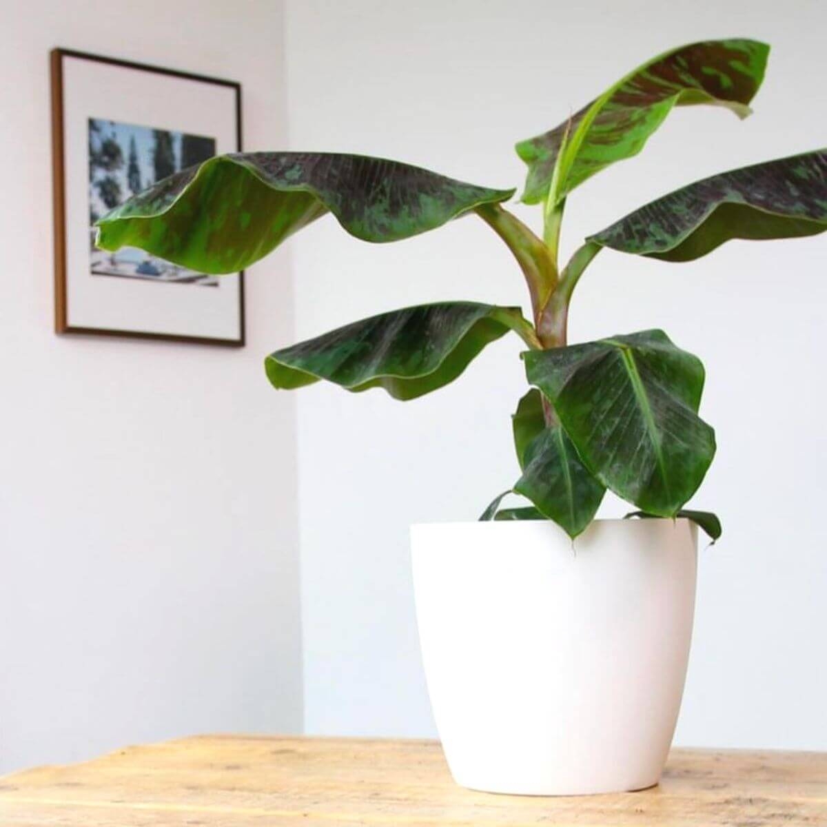 Bananowiec Musa Dwarf  sadzonka