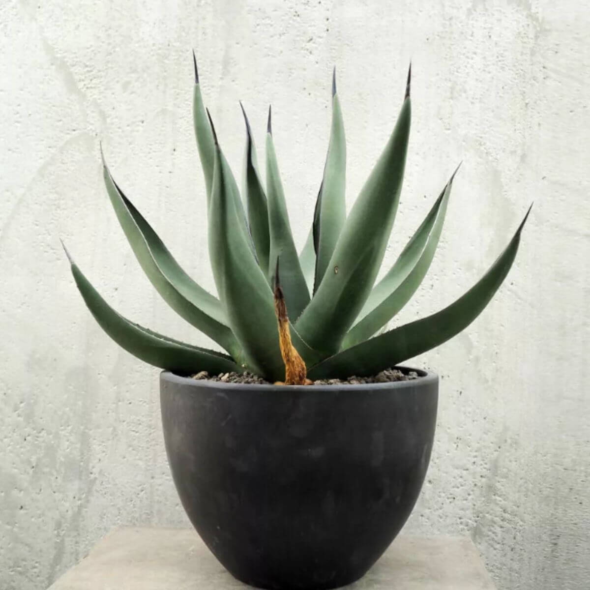 Agawa Nigra sadzonka