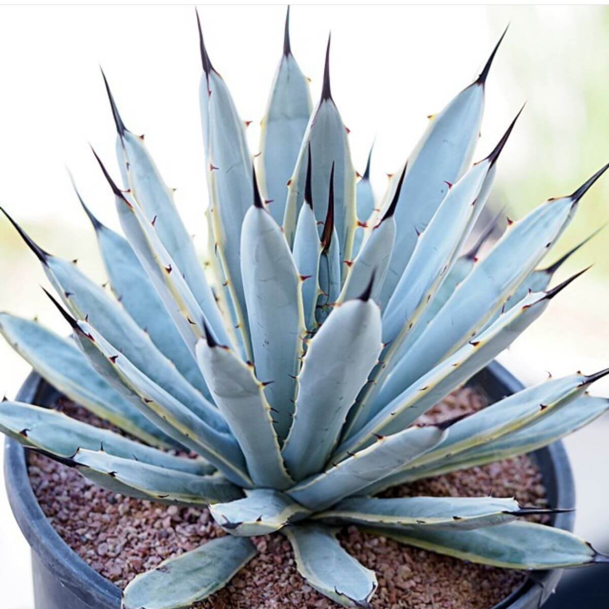 Agawa Macroacantha sadzonka