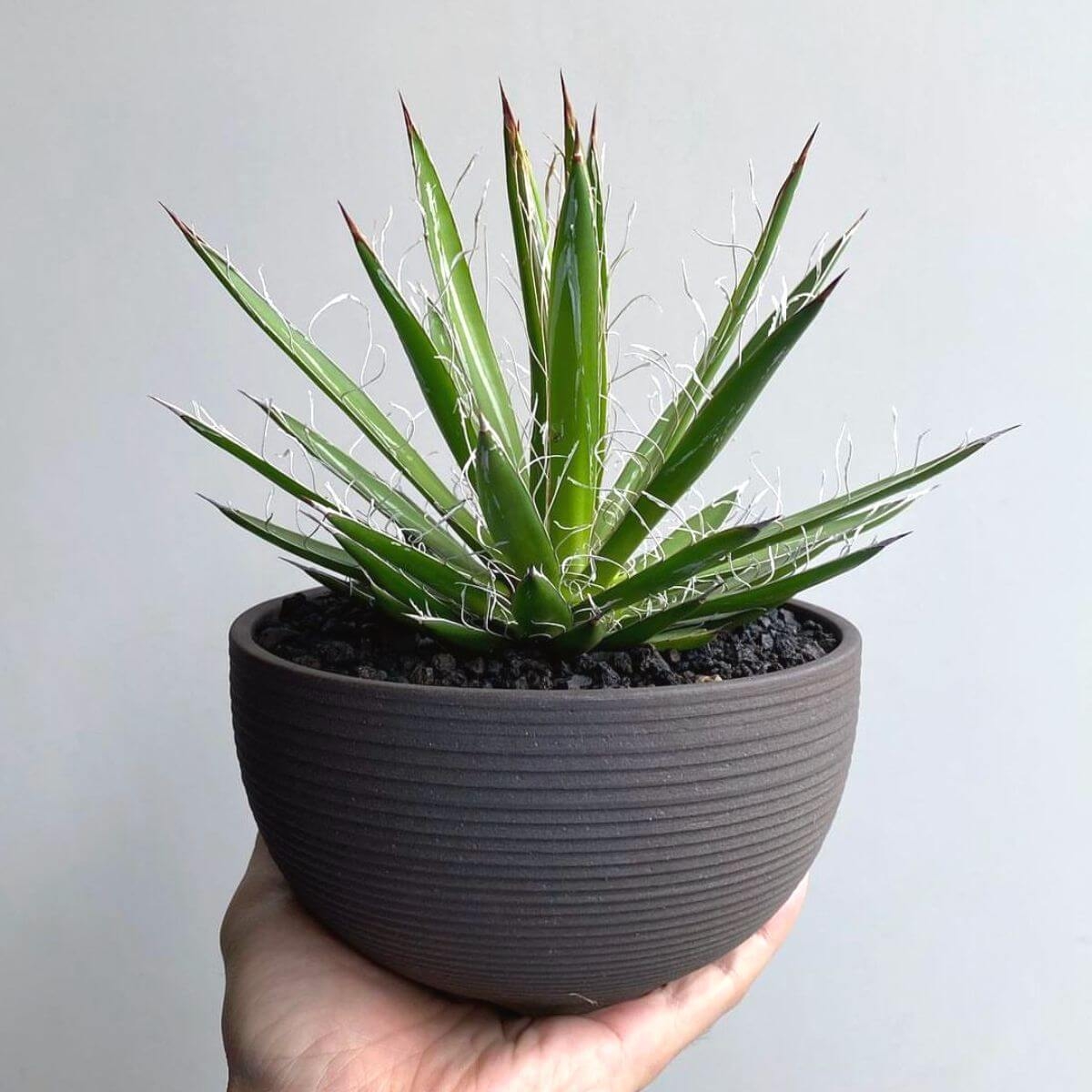 Agawa Nitkowana, Agave filifera sadzonka