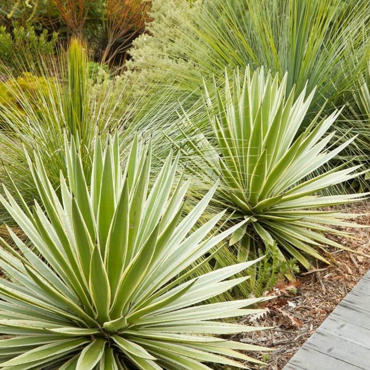 Agawa (Agave angustifolia) sadzonka