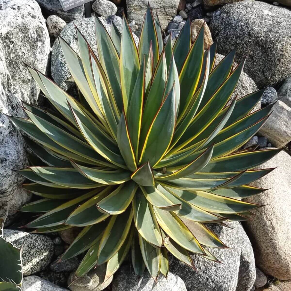 Agave ocahui długolistna sadzonka