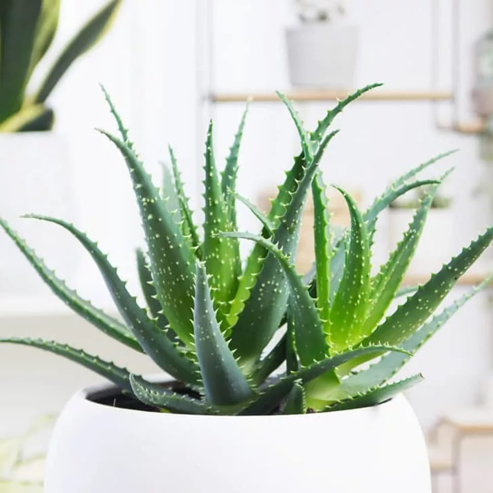 Aloes drzewiasty ( Aloe arborescens) sadzonka
