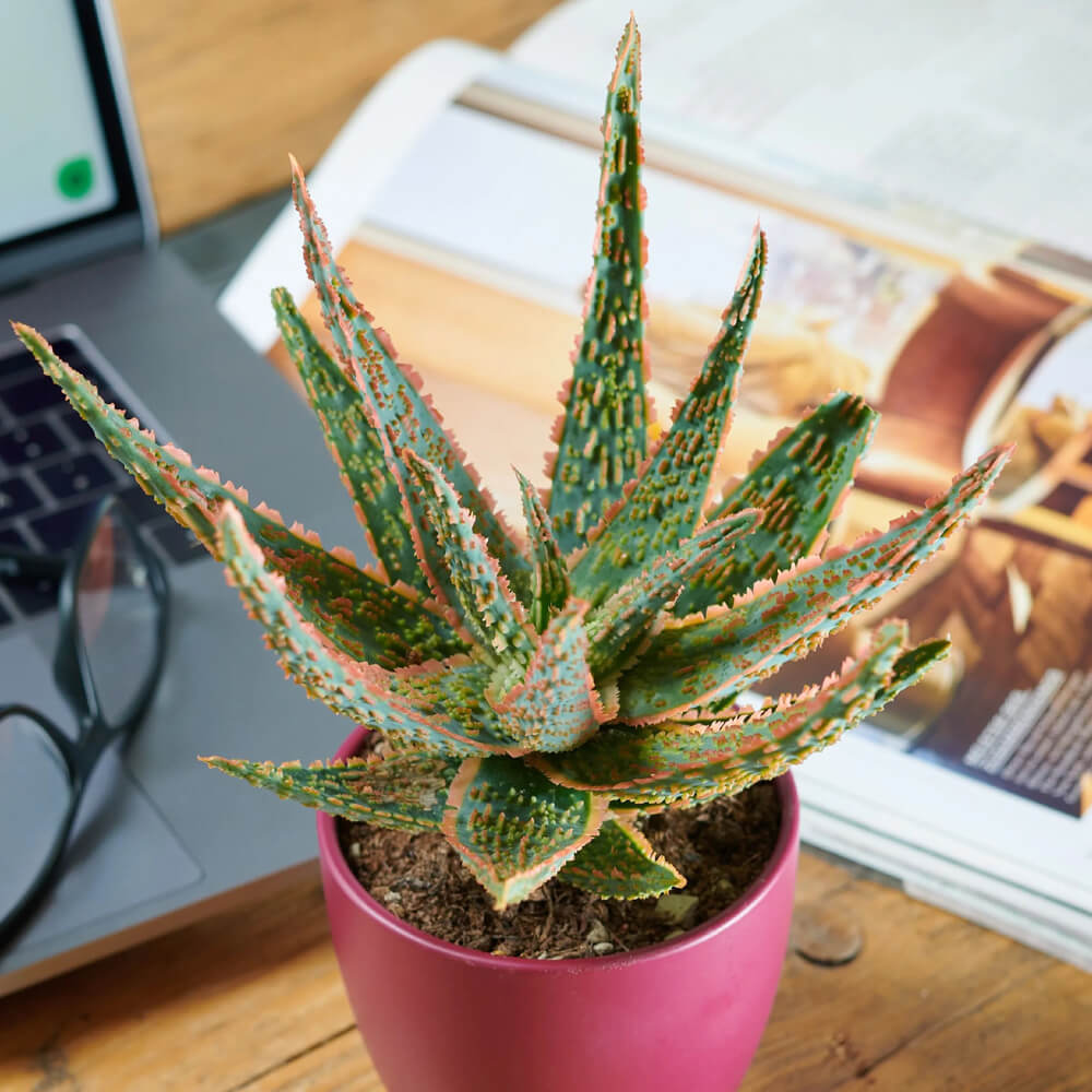 Aloes Dannyz sadzonka
