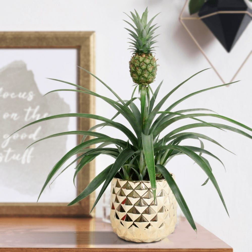 Ananas Corona sadzonka