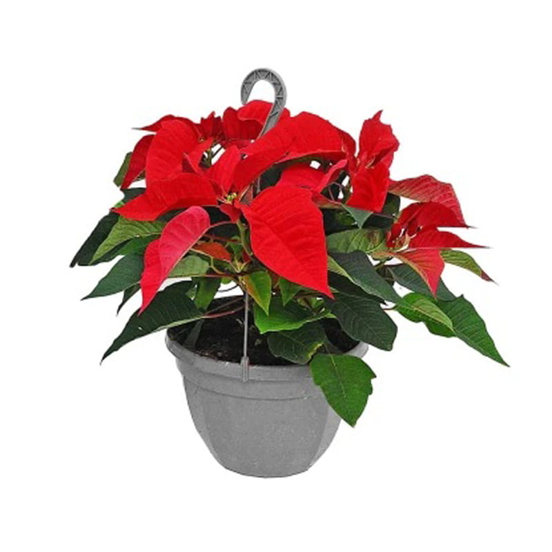 Gwiazda betlejemska w donicy wiszącej
