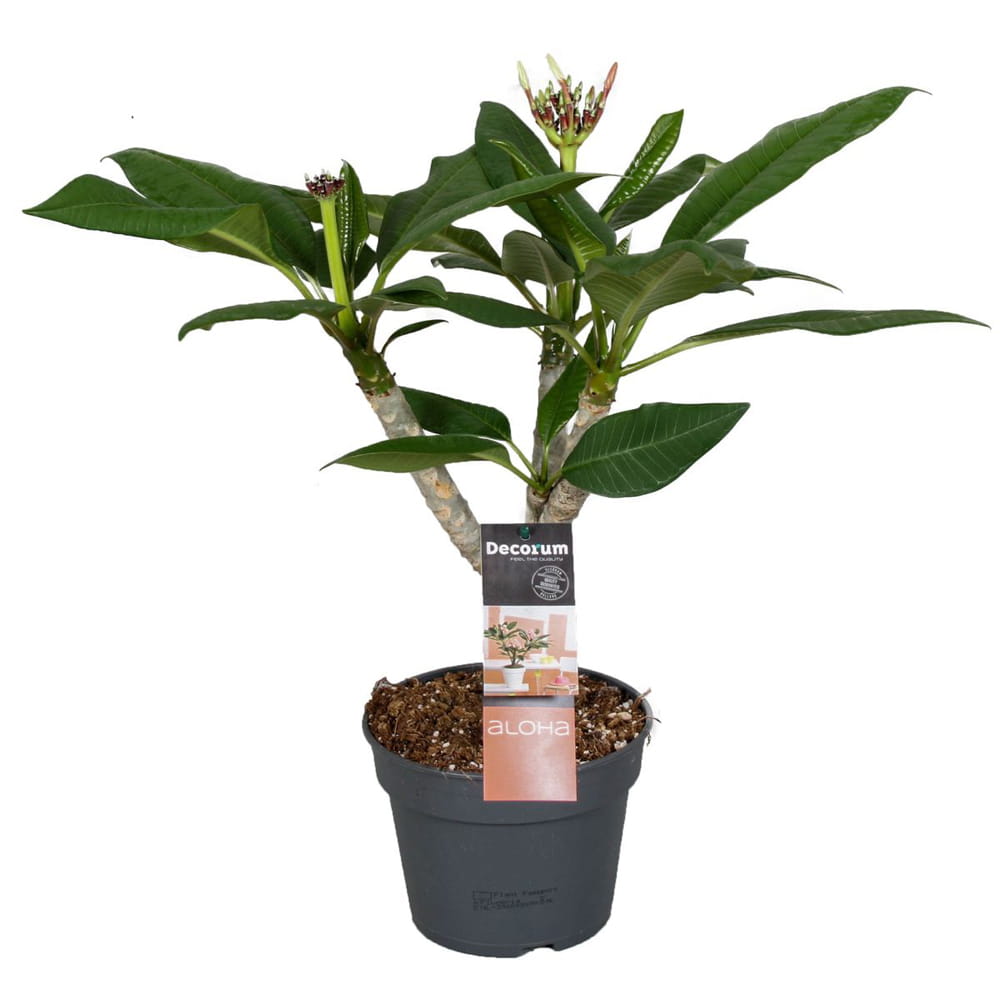 Plumeria Hawaiian Pearl sadzonka