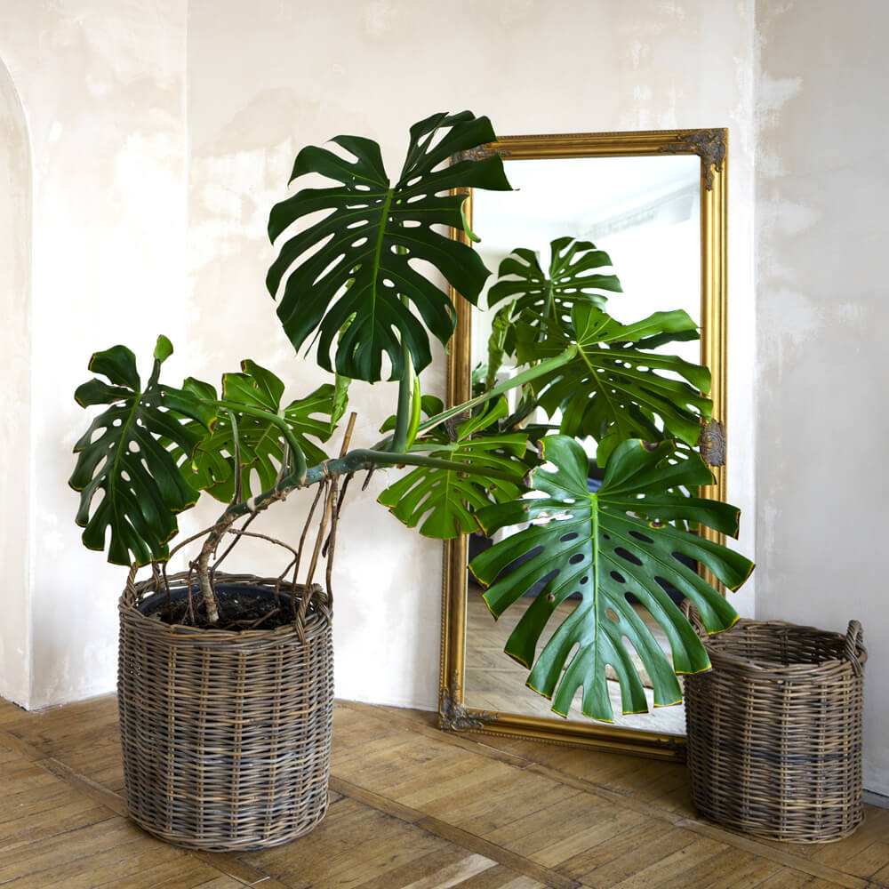 Monstera Dziurawa Deliciosa sadzonka C5
