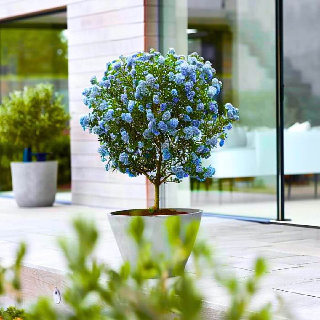 Prusznik Niebieski VICTORIA na pniu sadzonka