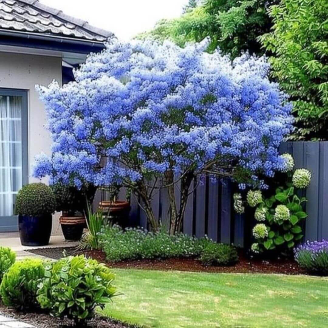 Prusznik Niebieski Victoria sadzonka C10