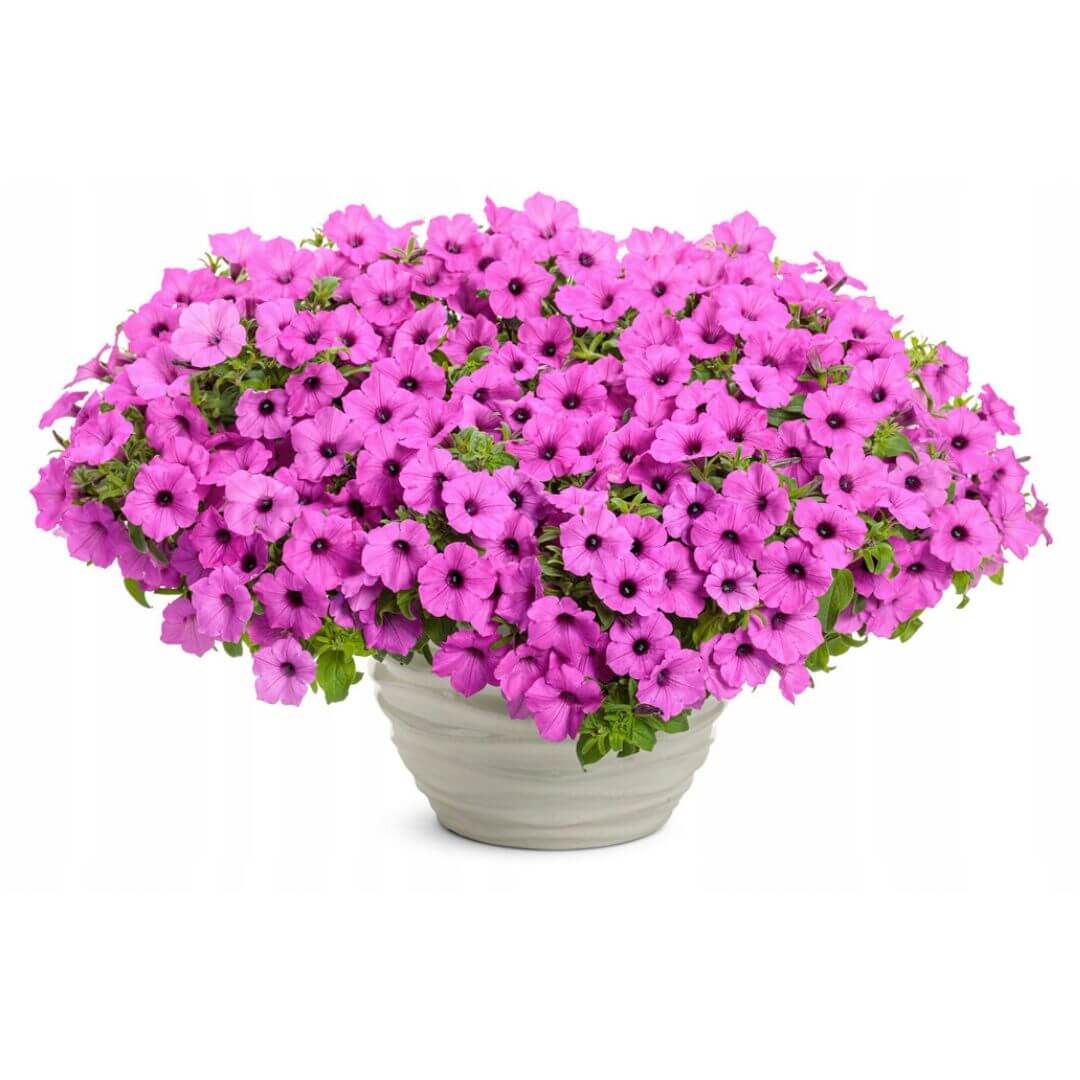 Supertunia VISTA fioletowa Juzzbery sadzonka