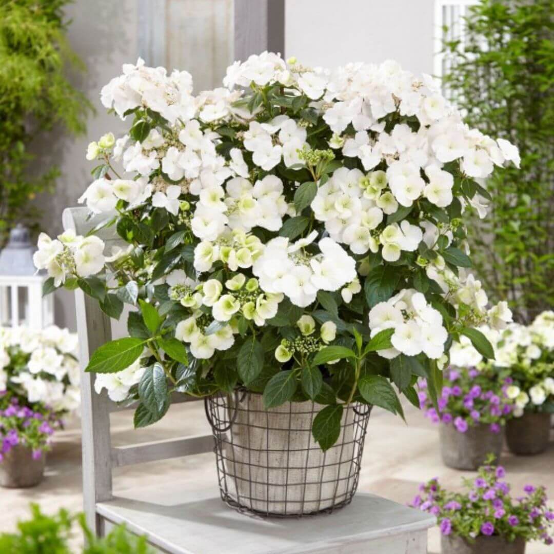 Hortensja Runaway Bride Snow White sadzonka