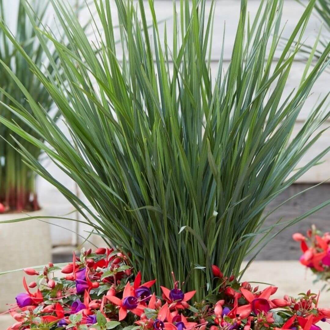 Dianella wspaniała Coolvista sadzonka