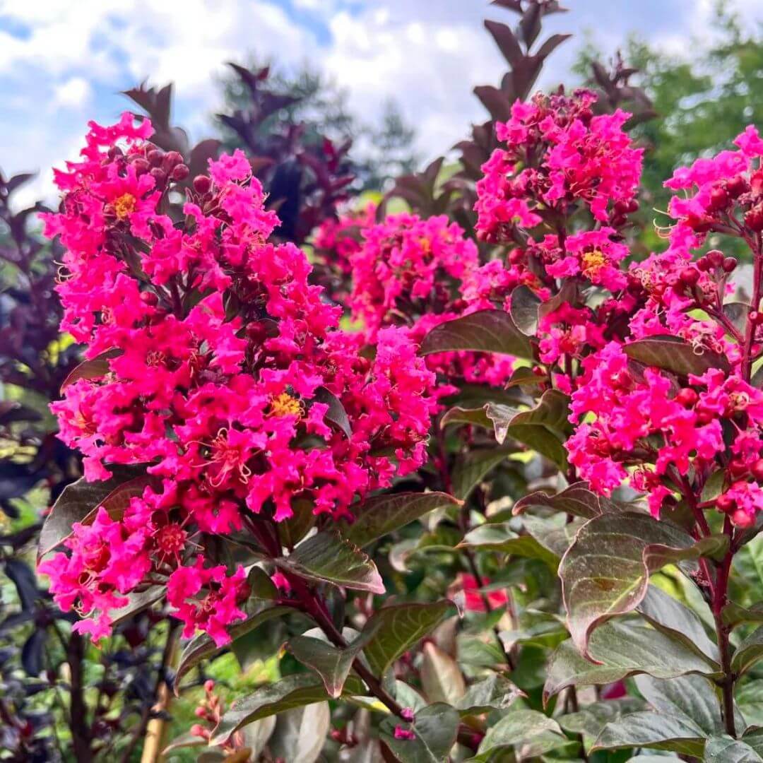 Lagerstroemia Berry Dazzle sadzonka