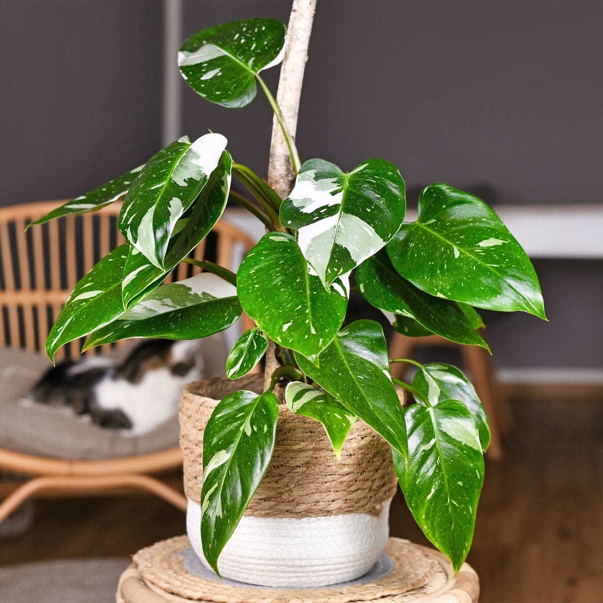 Filodendron White Princess sadzonka