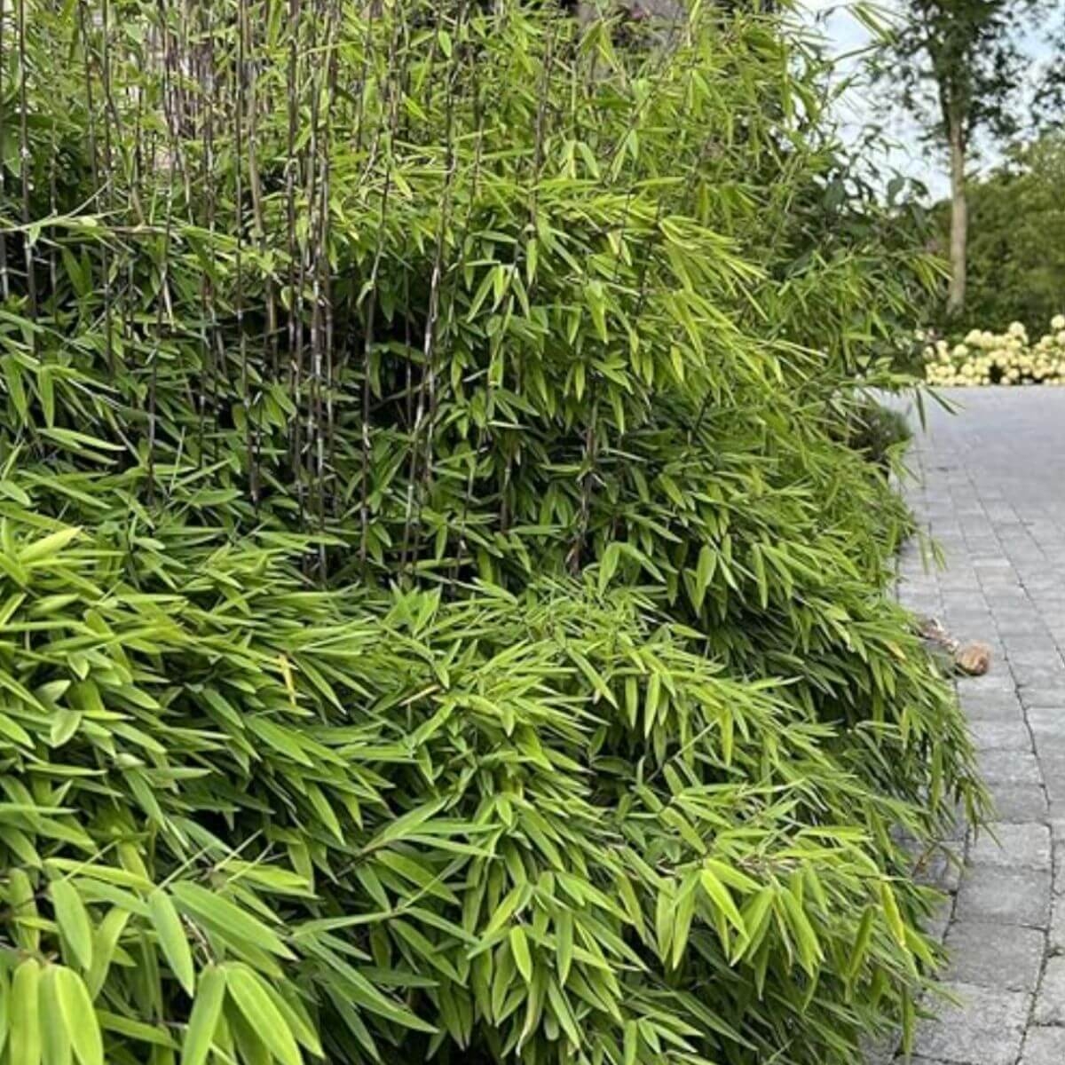 Bambus Mrozoodporny Fargezia Blak Dragon sadzonka