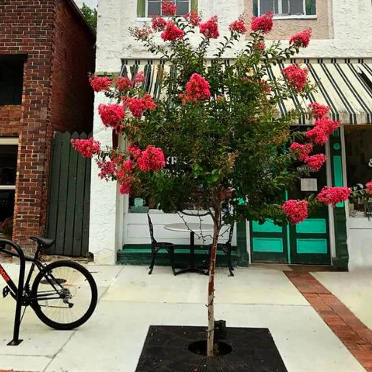 Lagerstroemia Czerwona na pniu  sadzonka