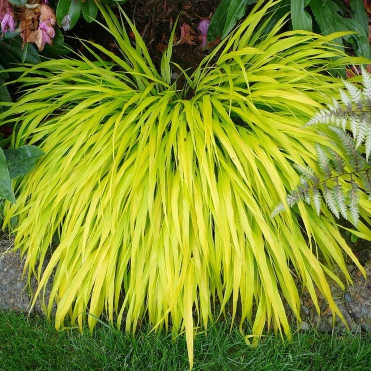 Hakonechloa All Gold sadzonka