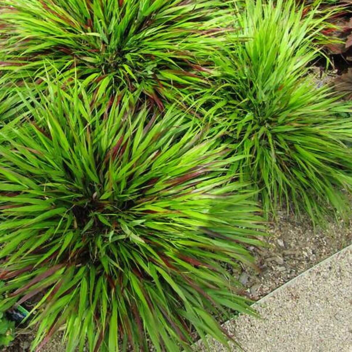 Trawa Bambusowa Green Hills sadzonka