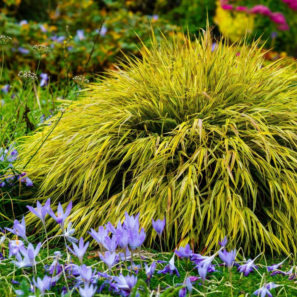 Hakonechloa Mulled Wine sadzonka