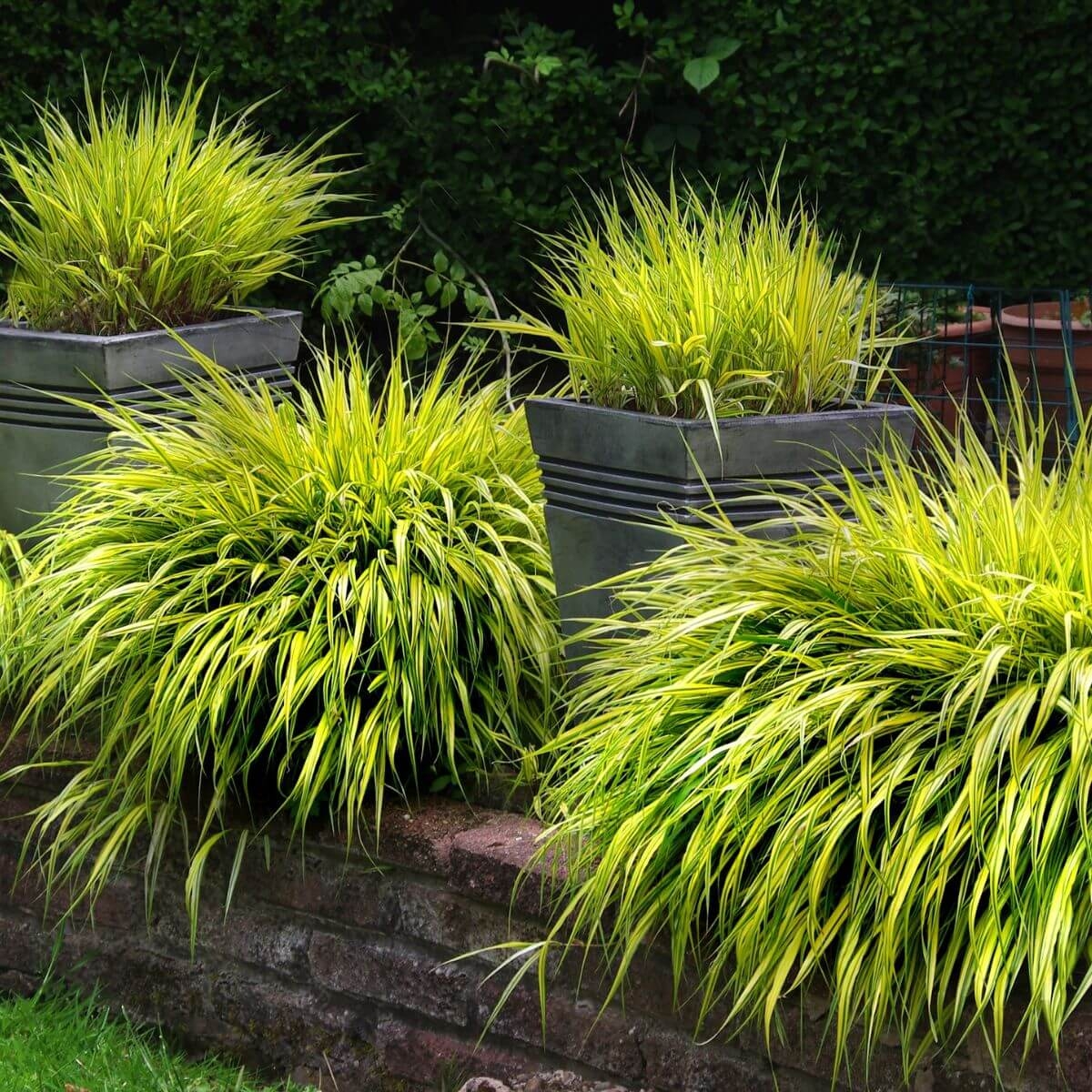 Trawa Bambusowa Hakonechloa Macra Aureola sadzonka