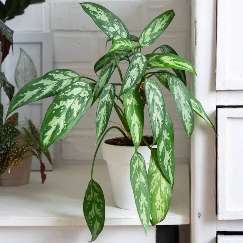 aglaonema-maria-w-bialej-doniczce.jpg