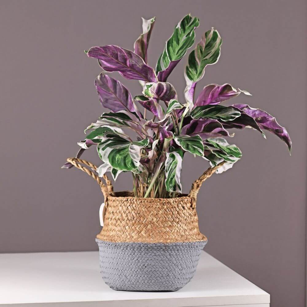 kalatea-white-fusion-p14-roslina-w-doniczce.jpg