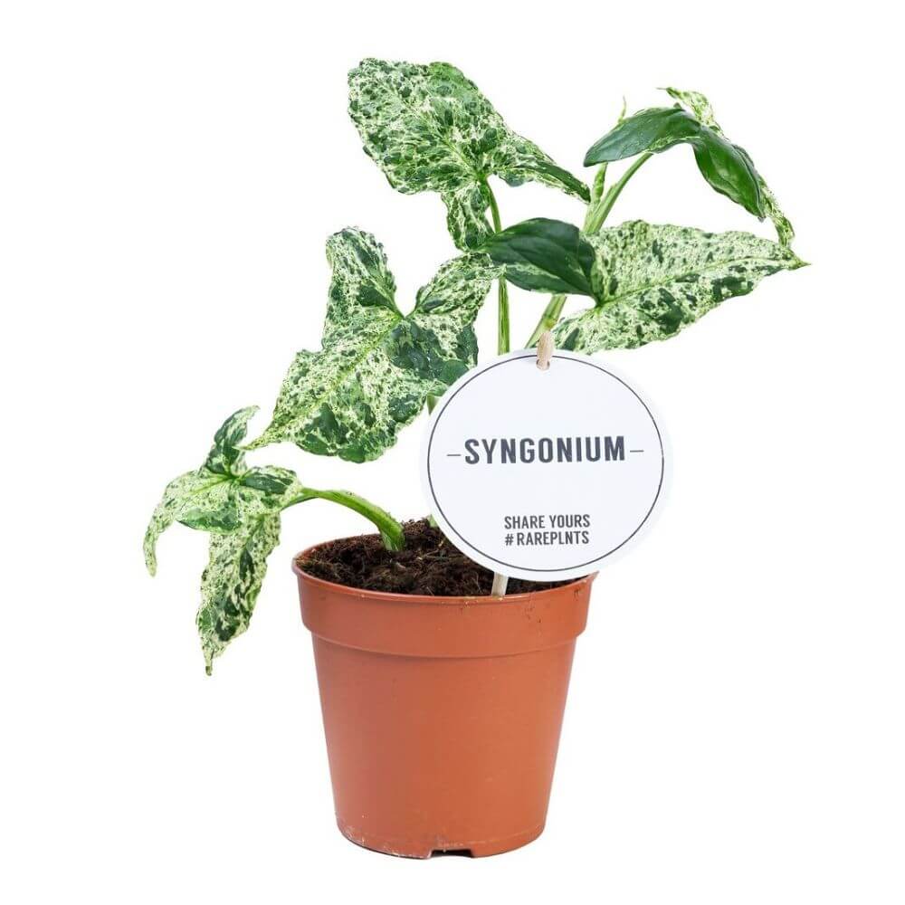 syngonium-mottled-p12-sadzonka.jpg