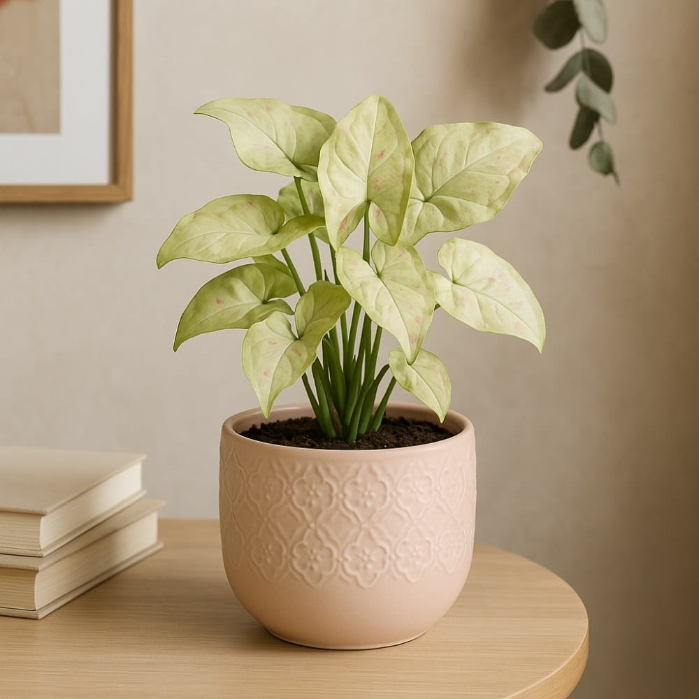 Syngonium Confetti w salonie w doniczce