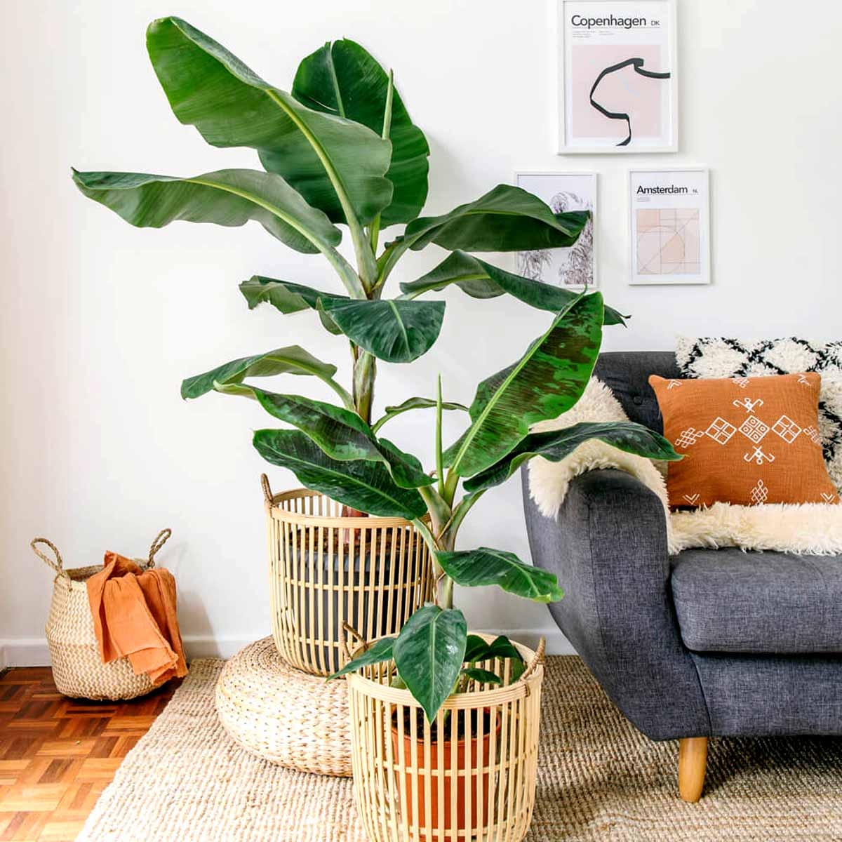 Bananowiec tropicana ( Musa) sadzonka