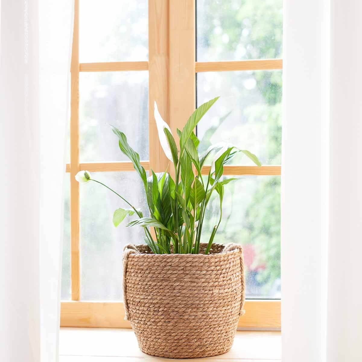 Skrzydłokwiat Alana sadzonka.